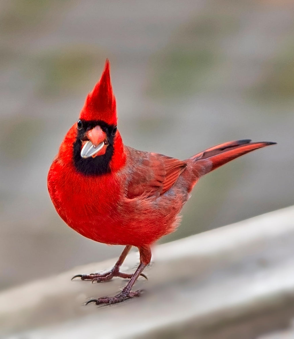 Bird Seed, 20 lb I25067