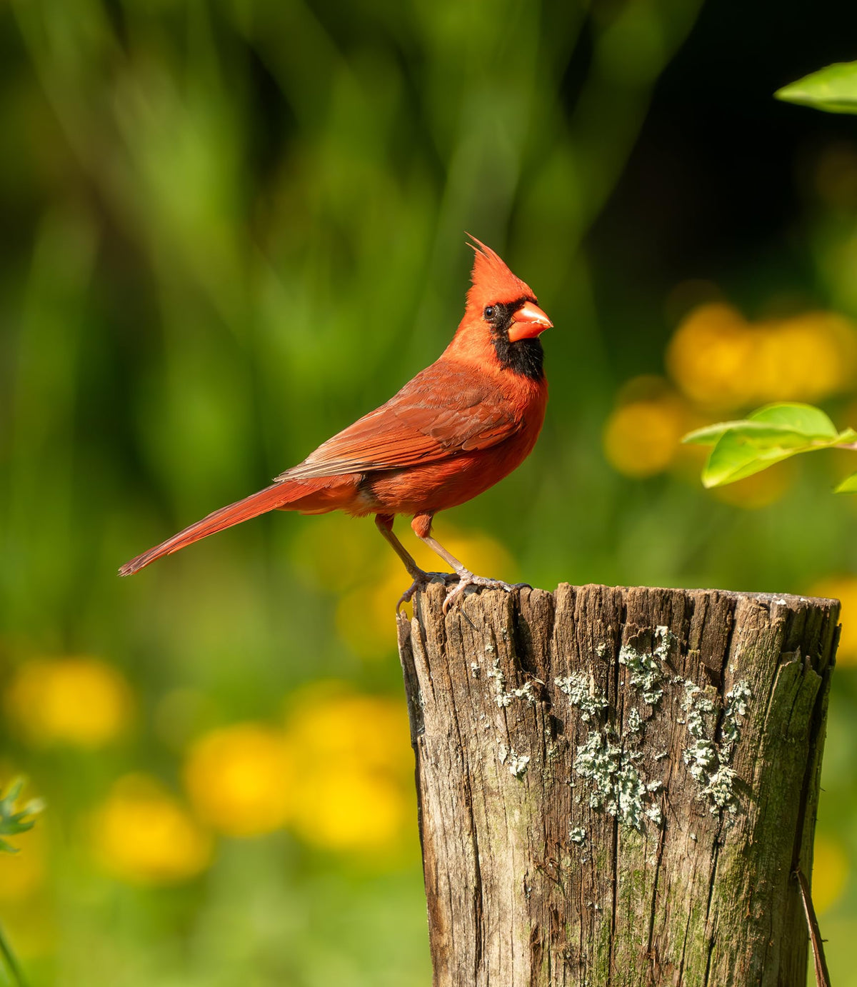 Bird Seed, 20 lb I25067