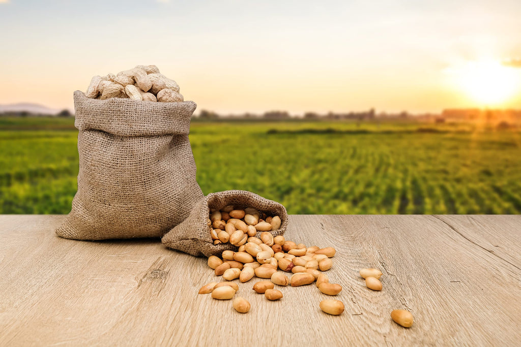 Raw Peanuts in Shell 2 Pound Bag (3-Pack) J89358
