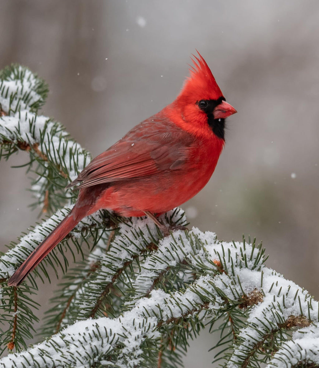 Bird Seed, 20 lb I25067