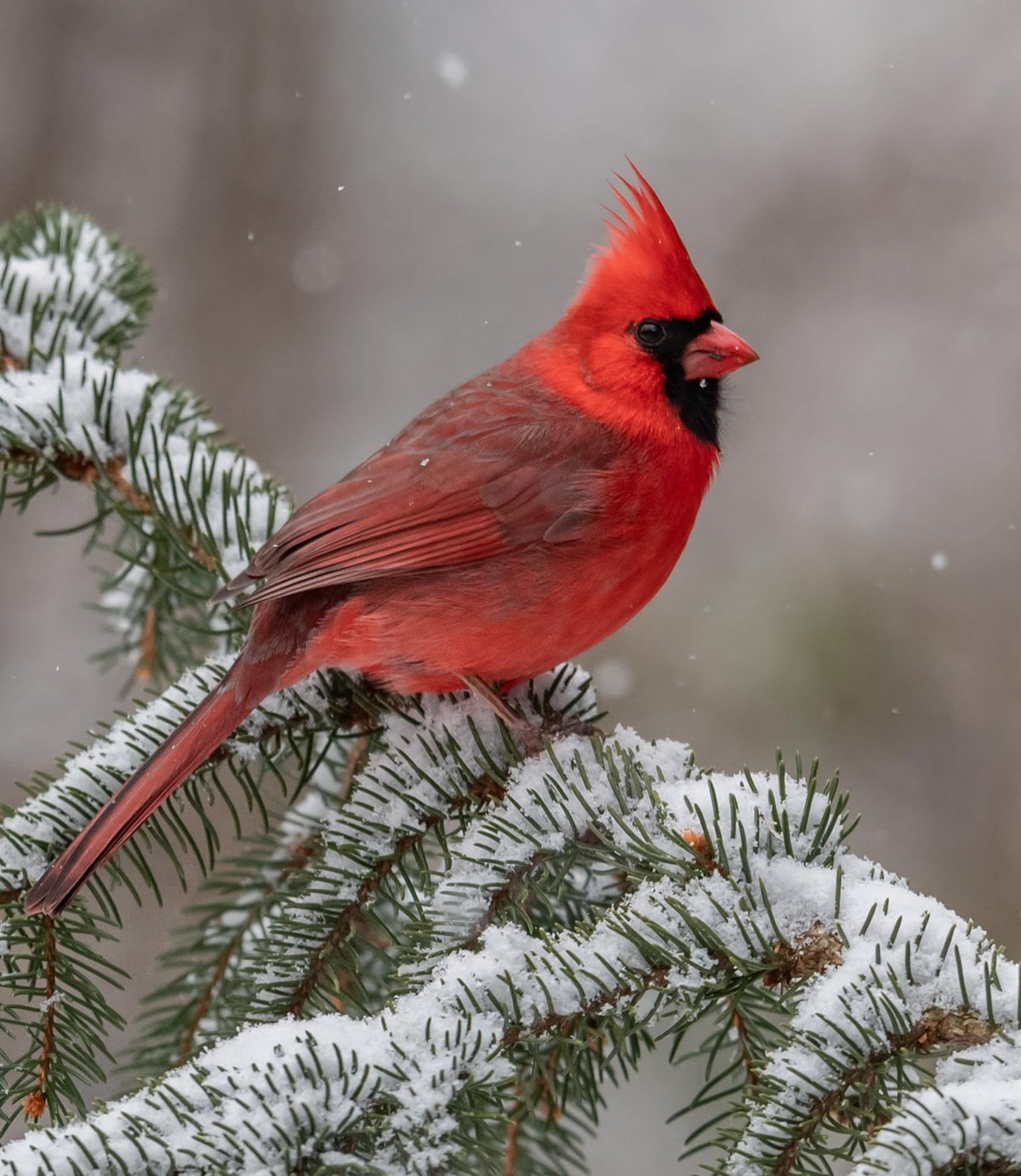 Bird Seed, 20 lb I25067