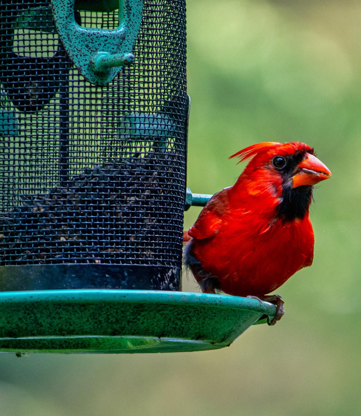 Bird Seed, 20 lb I25067